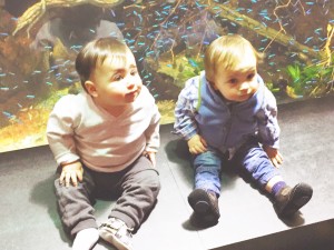 I Adore What I Love - I Adore What I Did :: January 2016 - Brody and Bricker at the Aquarium